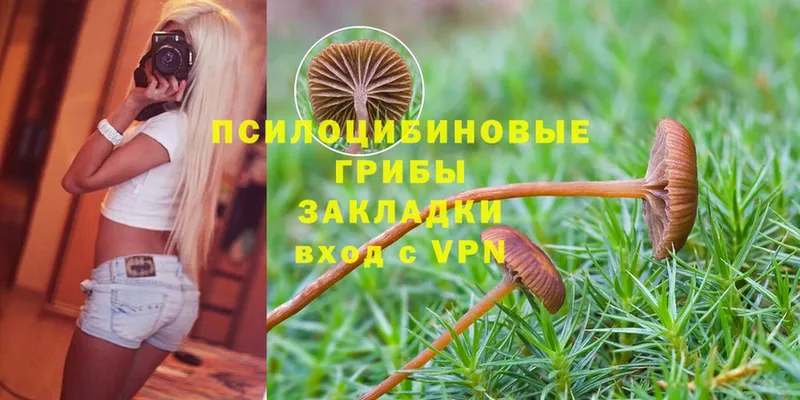 как найти закладки  Гусев  Псилоцибиновые грибы Magic Shrooms 